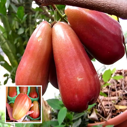 Jambu King Kong Wax Apple Water Apple Java Apple Jamrul Chamba Layering/Grafted Fruit Plant