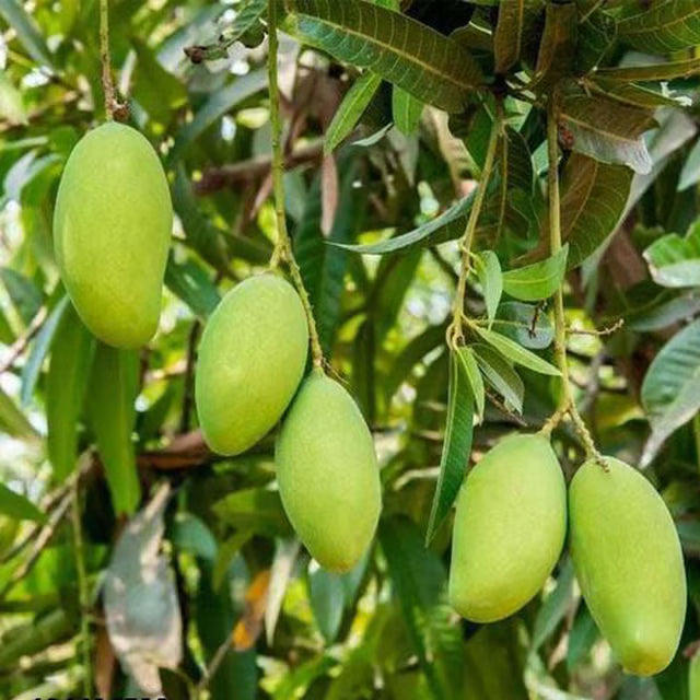 Sweet Kaccha Mitha Mango Aam Grafted Fruit Plant