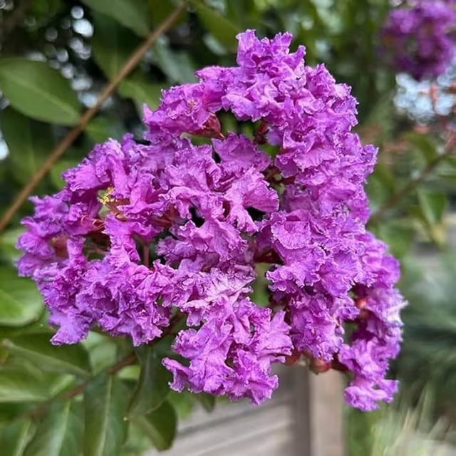 Purple Colour Furush Flower Plant (1-2 Feet Height)