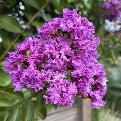 Purple Colour Furush Flower Plant (1-2 Feet Height)