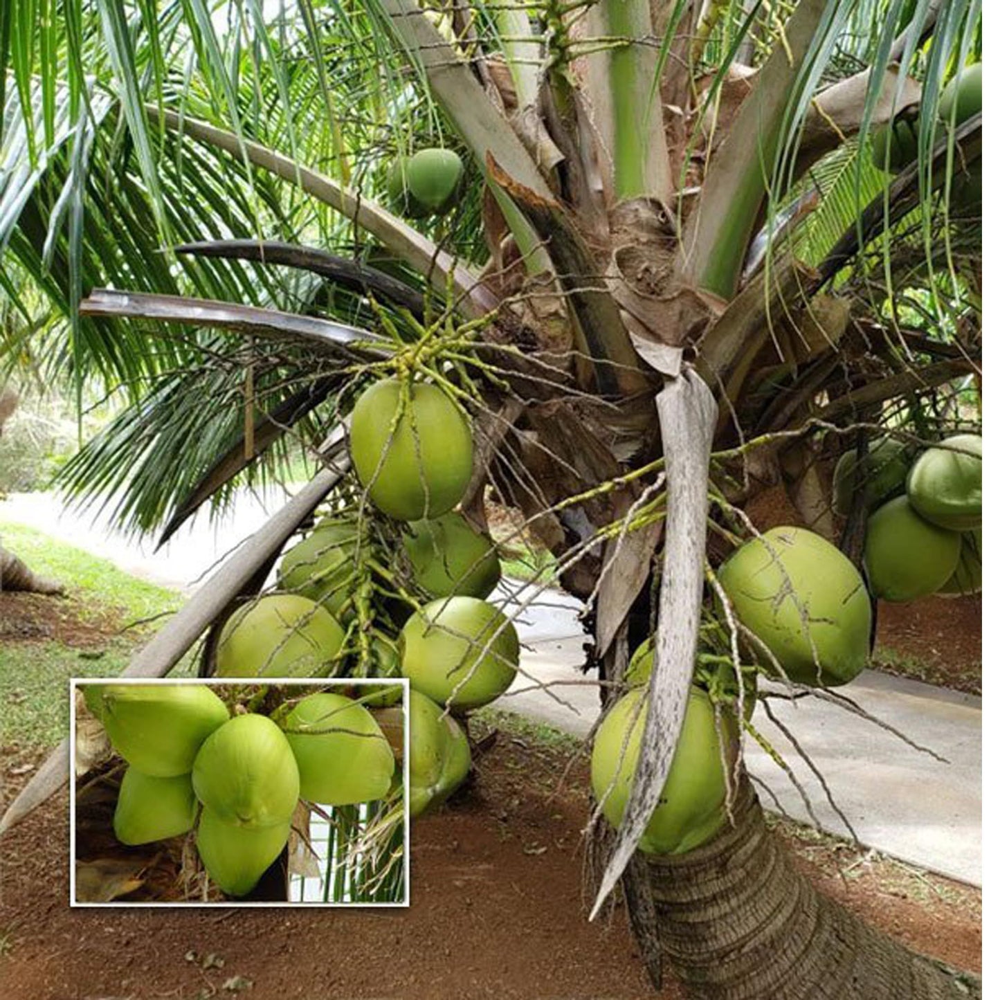 Mekong Delta Vietnam Coconut Nariyal Hybrid Dwarf Fruit Plant