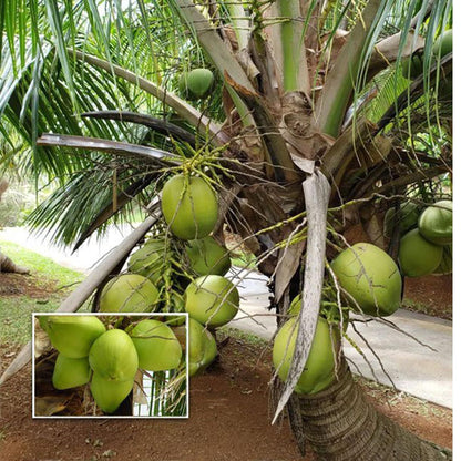 Mekong Delta Vietnam Coconut Nariyal Hybrid Dwarf Fruit Plant