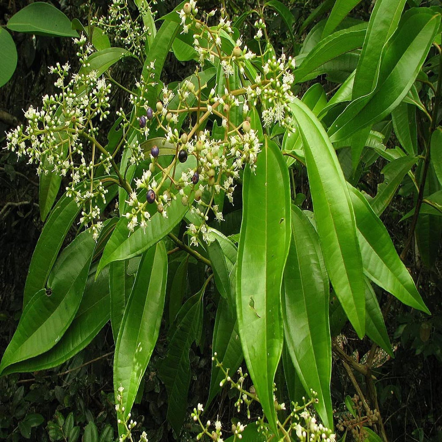 Tej Patta Indian Bay Leaf Cinnamomum Tamala Patram Spice Plant (1.5-3 Feet Height)