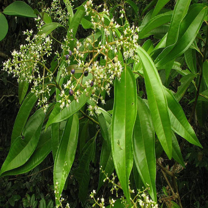 Tej Patta Indian Bay Leaf Cinnamomum Tamala Patram Spice Plant (1.5-3 Feet Height)