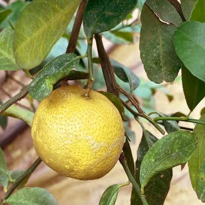 Nimbu Big Size ball Pati Lemon Nimbu Layering/Grafted Fruit Plant (1-2 Feet Height)