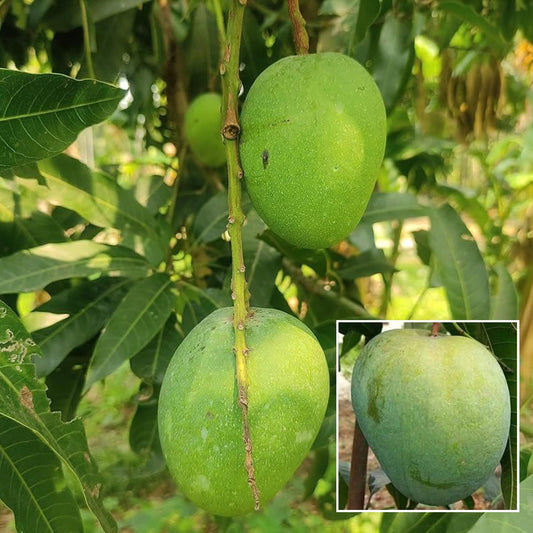 Himsagar All Time Mango Aam Grafted Fruit Plant (1.5-3 Feet Height)