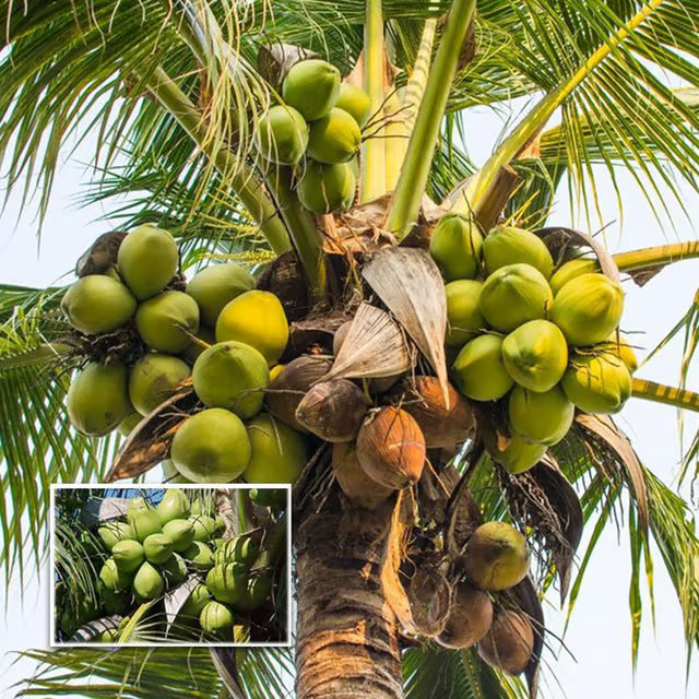 Tall Coconut Nariyal Fruit Plant