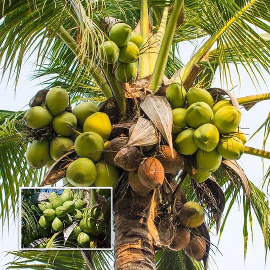 Tall Coconut Nariyal Fruit Plant