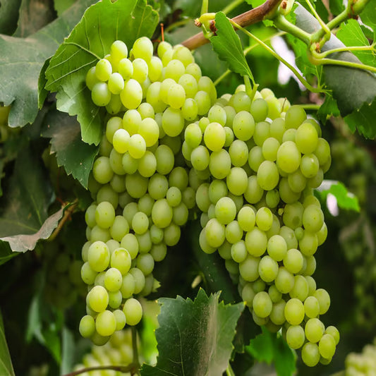 Green Grapes Angoor Layering/Grafted Fruit Plant