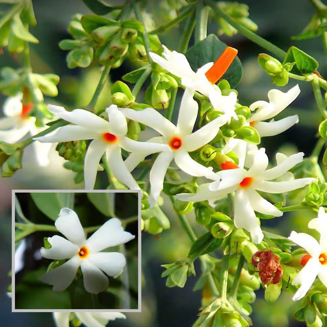 Seuli Parijat Flower Plant (1-2 Feet Height)