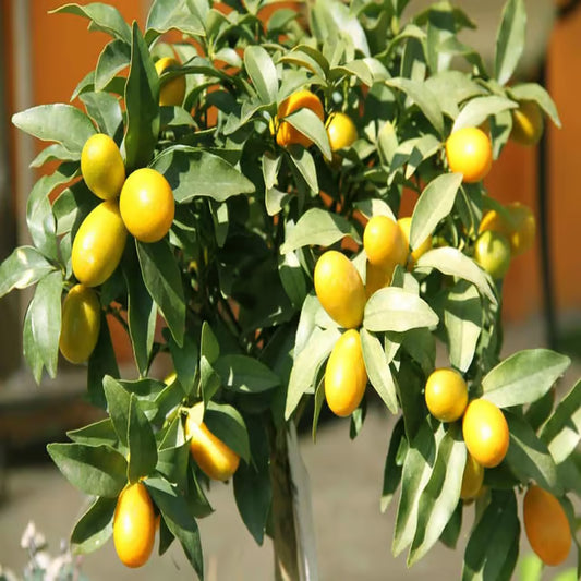 Sweet Thai Kumquat Lemon Nimbu Grafted Fruit Plant (1-2 Feet Height)