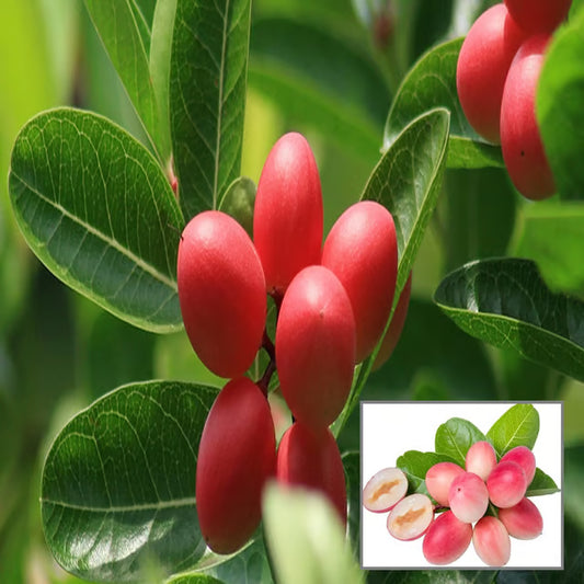 Karonda Carissa Carandas Cherry Cherries Layering/Grafted Plant (1-2 Feet Height)