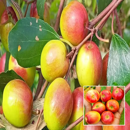 Miss India Apple Ber Jujube Kul Grafted Fruit Plant