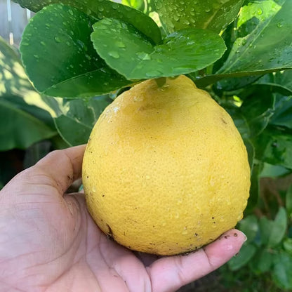 Nimbu Big Size ball Pati Lemon Nimbu Layering/Grafted Fruit Plant (1-2 Feet Height)