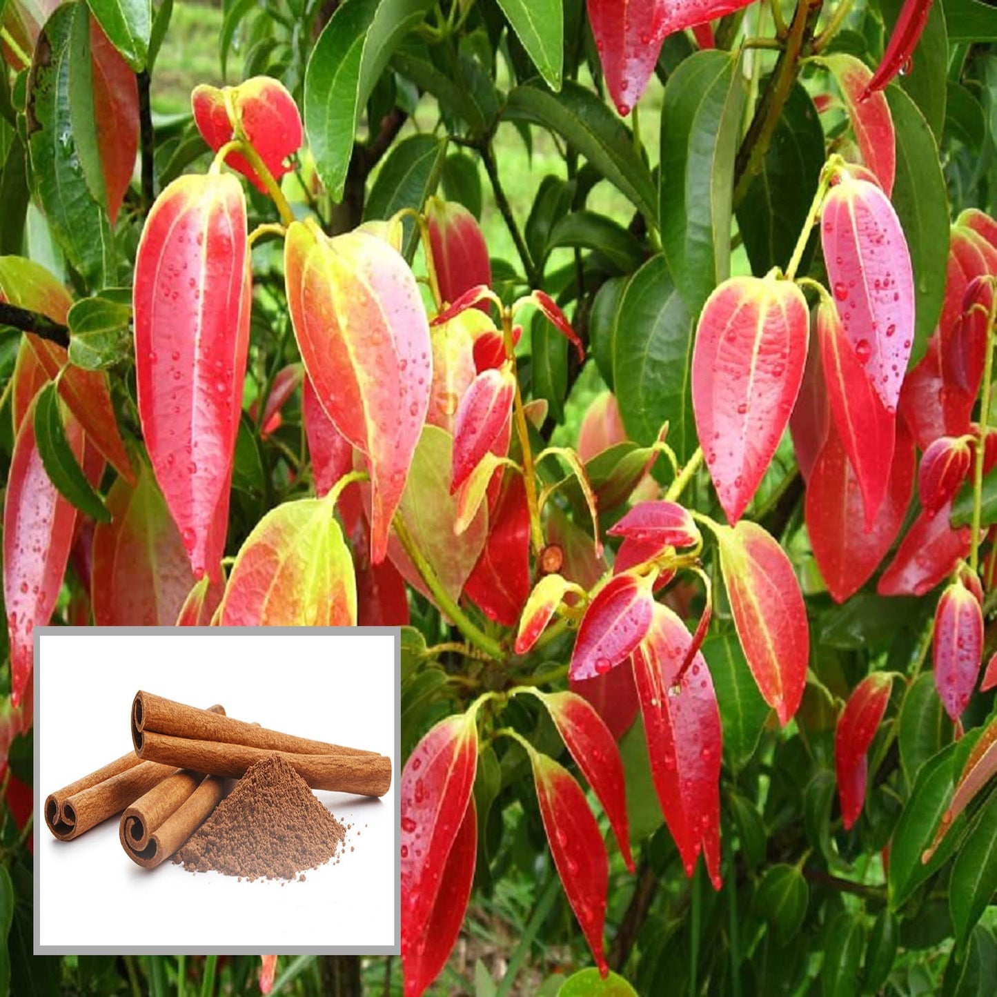 Dal Chini Karuvapatta Cinnamon Spice Plant (1.5-3 Feet Height)