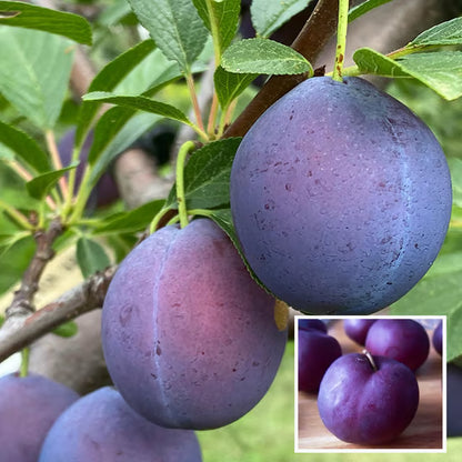 Satluj Purple Plum Aloo Bukhara Layering/Grafted Fruit Plant
