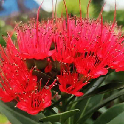 Red Colour First Love Flower Plant