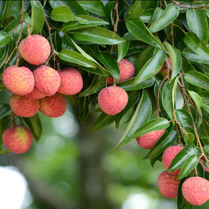 Early Seedless Litchi Lychee Layering/Grafted Fruit Plant