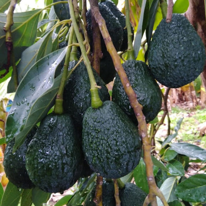 Lamb Hass Avocado Butter Fruit Grafted Plant