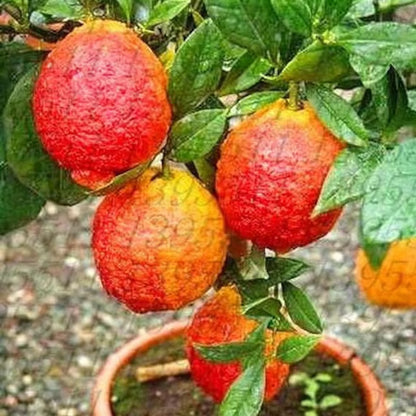 Nimbu Red Lemon Lemon Nimbu Grafted Fruit Plant (1-2 Feet Height)