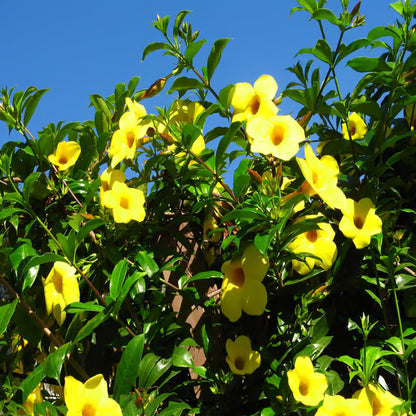 Yellow Allamanda cathartica Round the Year Flower Plant (1-2 Feet Height)
