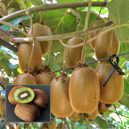 Hayward Kiwi Grafted Fruit Plant