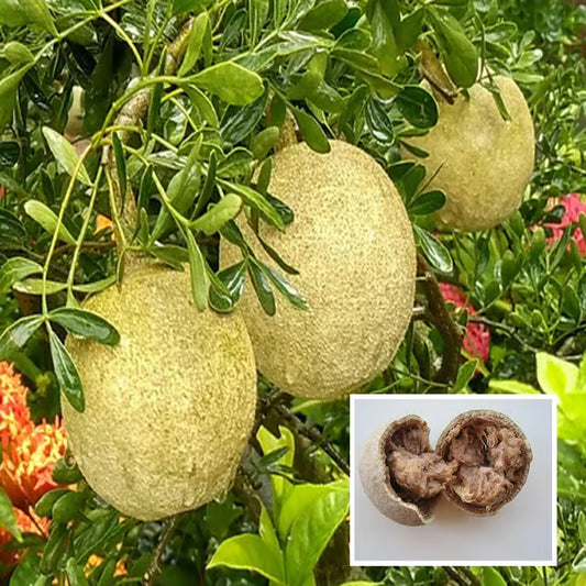 Thai Wood Apple Kot Bel Grafted Fruit Plant (1.5-2 Feet Height)