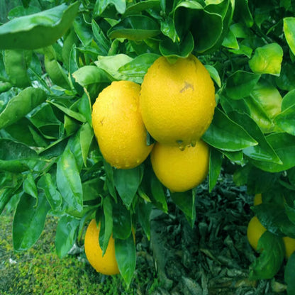 Misoriyo All Time Malta Mosambi Grafted Fruit Plant (1.5-2 Feet Height)