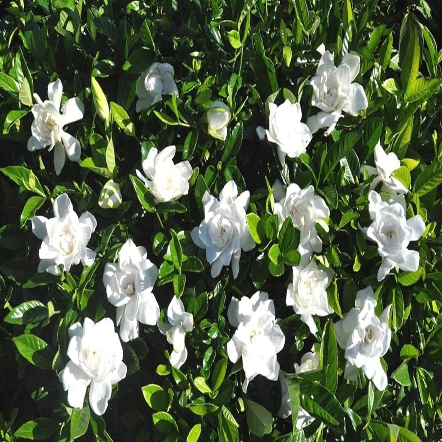 Gardenia Gandharaj Cape Jasmine Highly Fragrant Shrubs Flower Plant