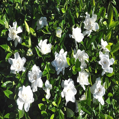 Gardenia Gandharaj Cape Jasmine Highly Fragrant Shrubs Flower Plant
