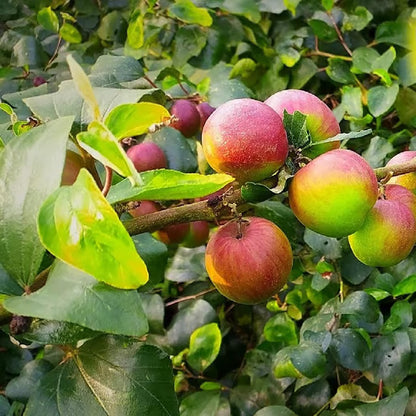 Ball Sundari Apple Ber Jujube Kul Grafted Fruit Plant