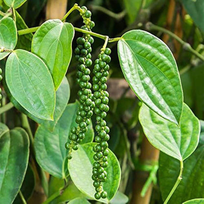 Black Pepper Nigrum Gol Mirch Kali Mirch Spice Plant (1.5-3 Feet Height)