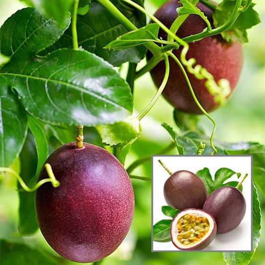 Passion Fruit Climbing Plant