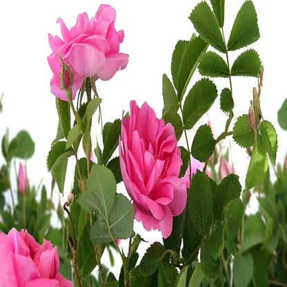 Pink Colour Rose Fragrant Flower Plant