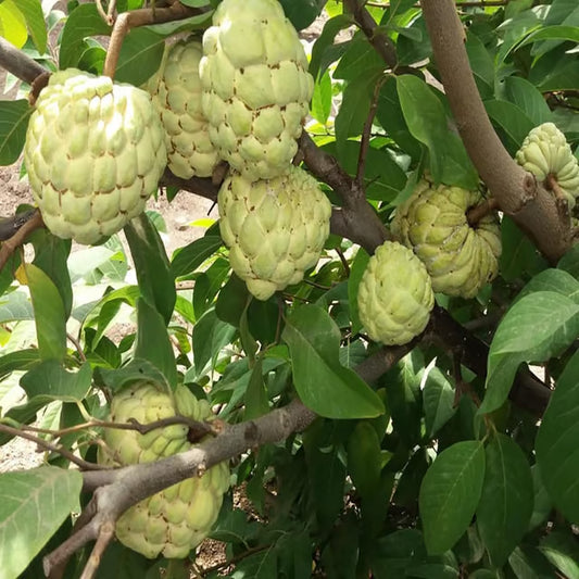 Super Golden Custard Apple Grafted Fruit Plant (1.5-3 Feet Height)