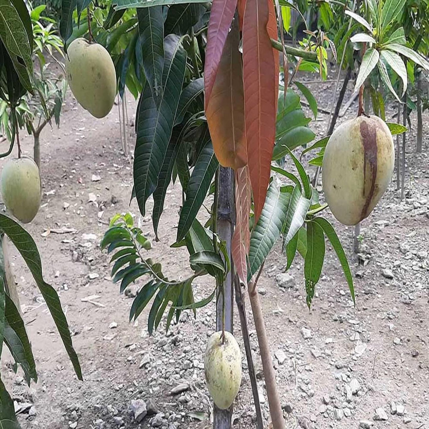 Gourmoti Mango Aam Grafted Fruit Plant
