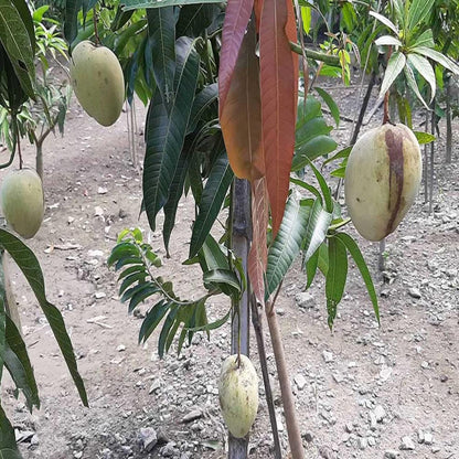 Gourmoti Mango Aam Grafted Fruit Plant