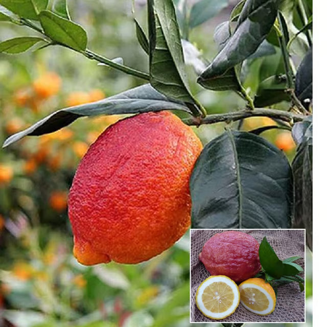 Nimbu Red Lemon Lemon Nimbu Grafted Fruit Plant (1-2 Feet Height)