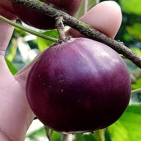 Manila Tennis Ball Cherry Cherries Grafted Plant