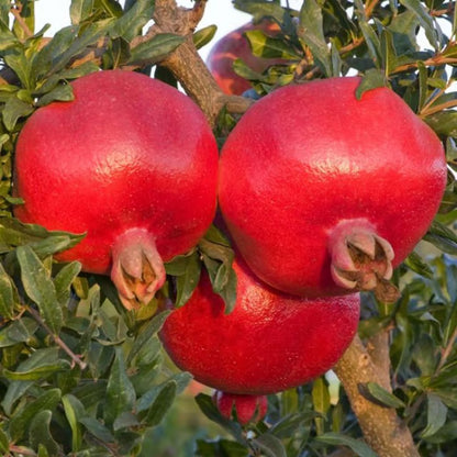 Israeli Rimon Pomegranate Anar Layering/Grafted Fruit Plant (1.5-3 Feet Height)