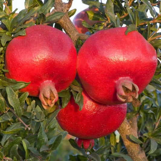 Israeli Rimon Pomegranate Anar Layering/Grafted Fruit Plant (1.5-3 Feet Height)