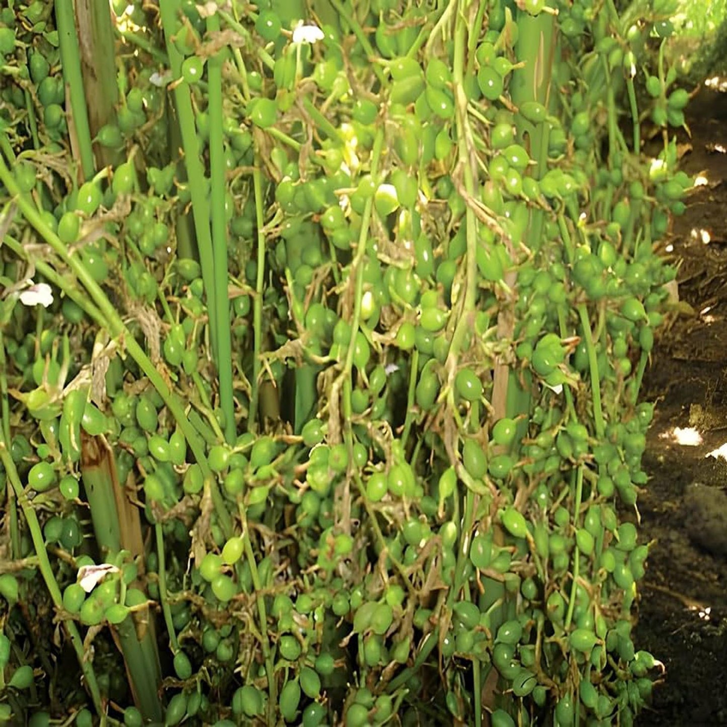 Elaichi Cardamom Spice Plant