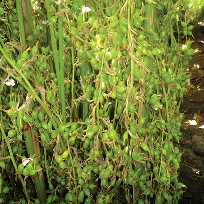 Elaichi Cardamom Spice Plant