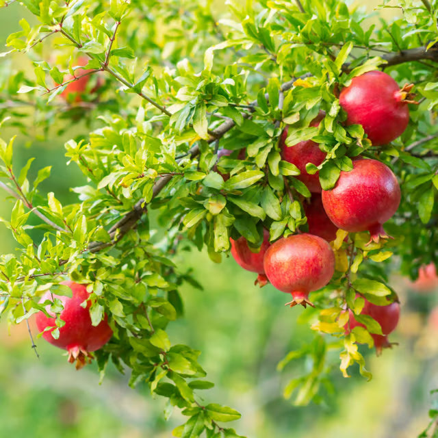 GM2 Pomegranate Anar Layering/Grafted Fruit Plant