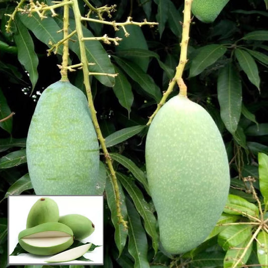 Sweet Kaccha Mitha Mango Aam Grafted Fruit Plant (1.5-3 Feet Height)
