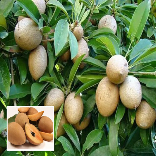 Thai Kalapatti Chikoo Sapota Grafted Fruit Plant