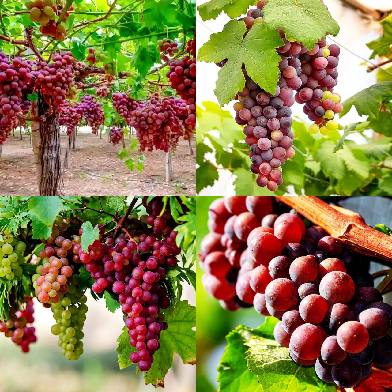 Seedless Sweet Red Round Globe Variety Air Layered Grapes Plant