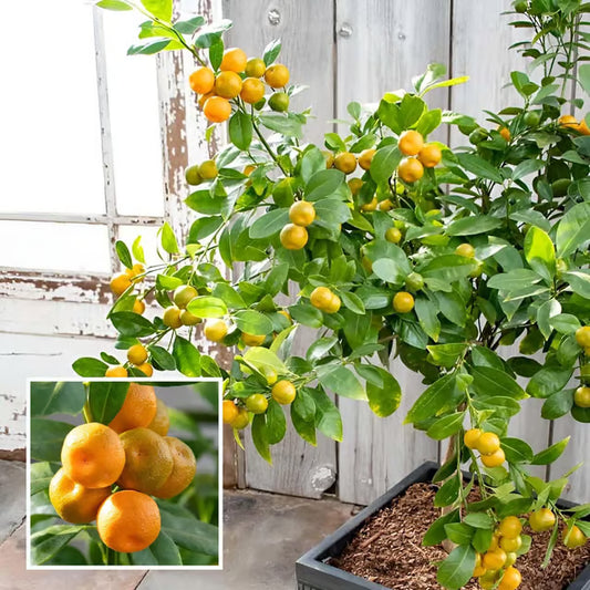 Nimbu Cot Sour All Time Lemon Nimbu Layering/Grafted Fruit Plant (1-2 Feet Height)