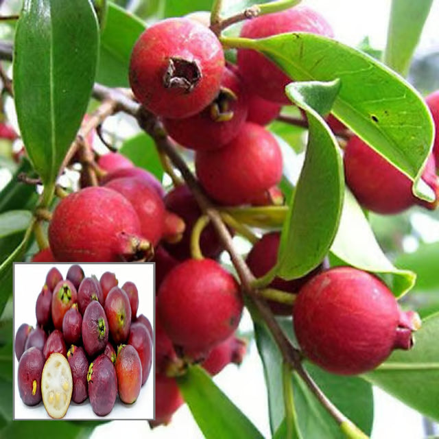 Red Strawberry Guava Amrood Layering/Grafted Fruit Plant
