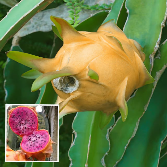 Hawaiian Orange Dragon Fruit Cutting/Grafted Fruit Plant (1-2 Feet Height)